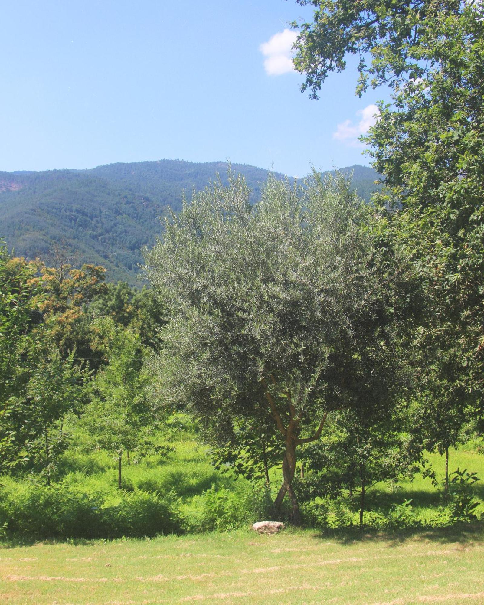 Geres - Aldeia Turistica De Louredo Villa วีเอย์รา ดู มีโญ ภายนอก รูปภาพ